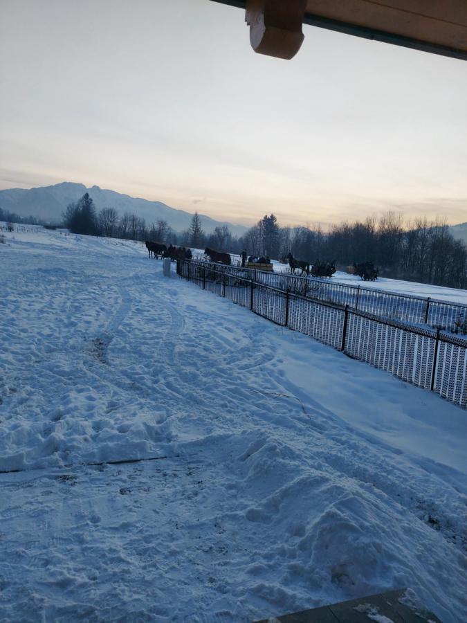 Domek Zakopane Tatrzański Kącik Zewnętrze zdjęcie